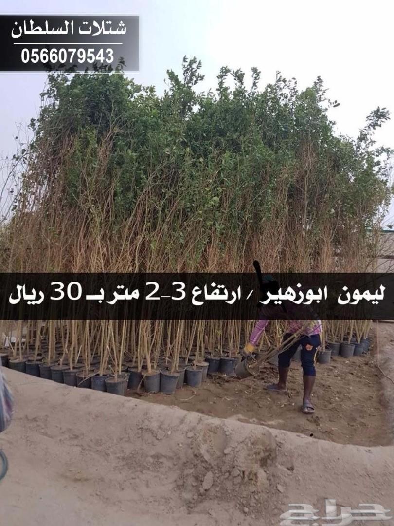 شتلات السلطان ... 0566079543