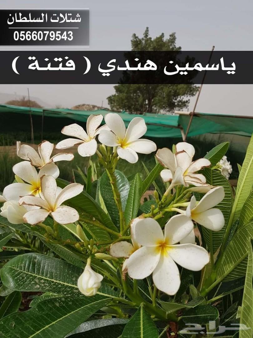 شتلات السلطان ... 0566079543
