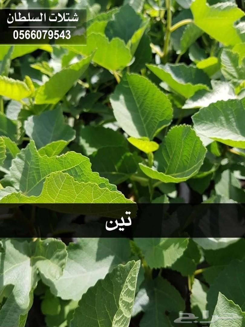 شتلات السلطان ... 0566079543