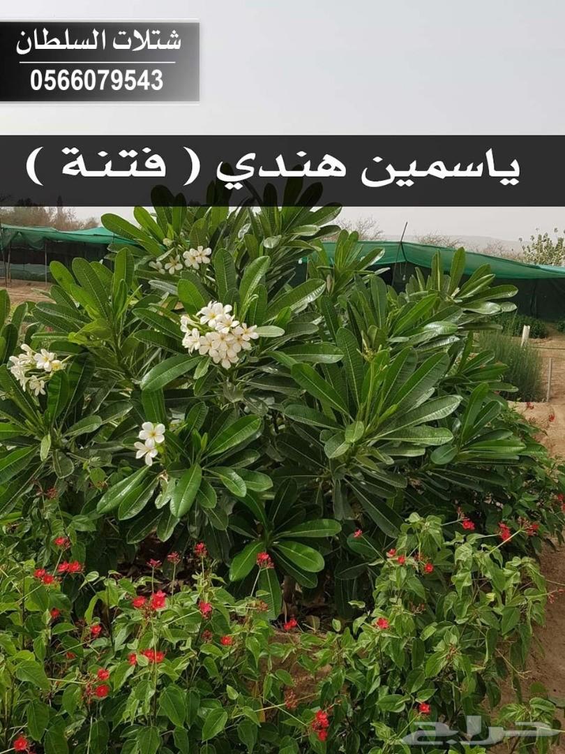 شتلات السلطان ... 0566079543