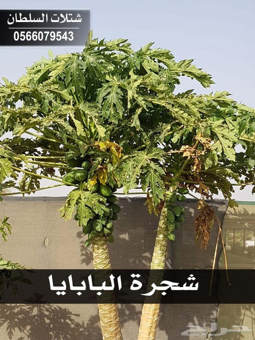 شتلات السلطان ... 0566079543