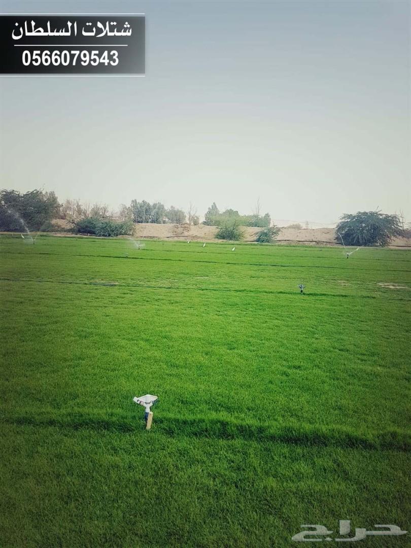 شتلات السلطان ... 0566079543