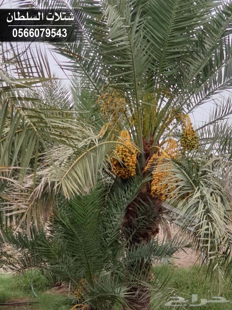 شتلات السلطان ... 0566079543