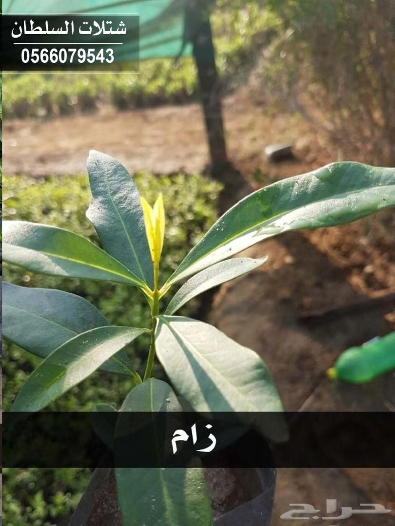 شتلات السلطان ... 0566079543
