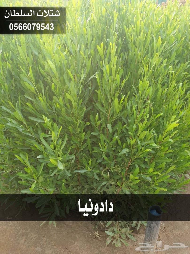 شتلات السلطان ... 0566079543