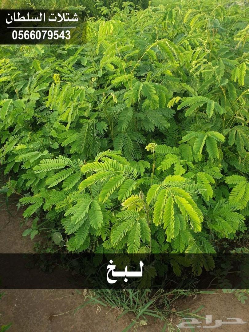 شتلات السلطان ... 0566079543