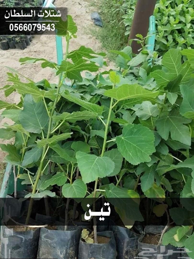 شتلات السلطان ... 0566079543
