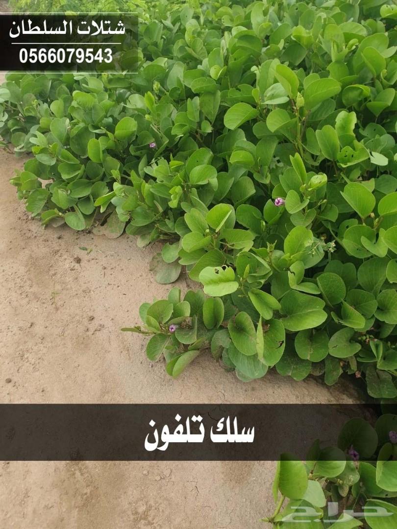 شتلات السلطان ... 0566079543
