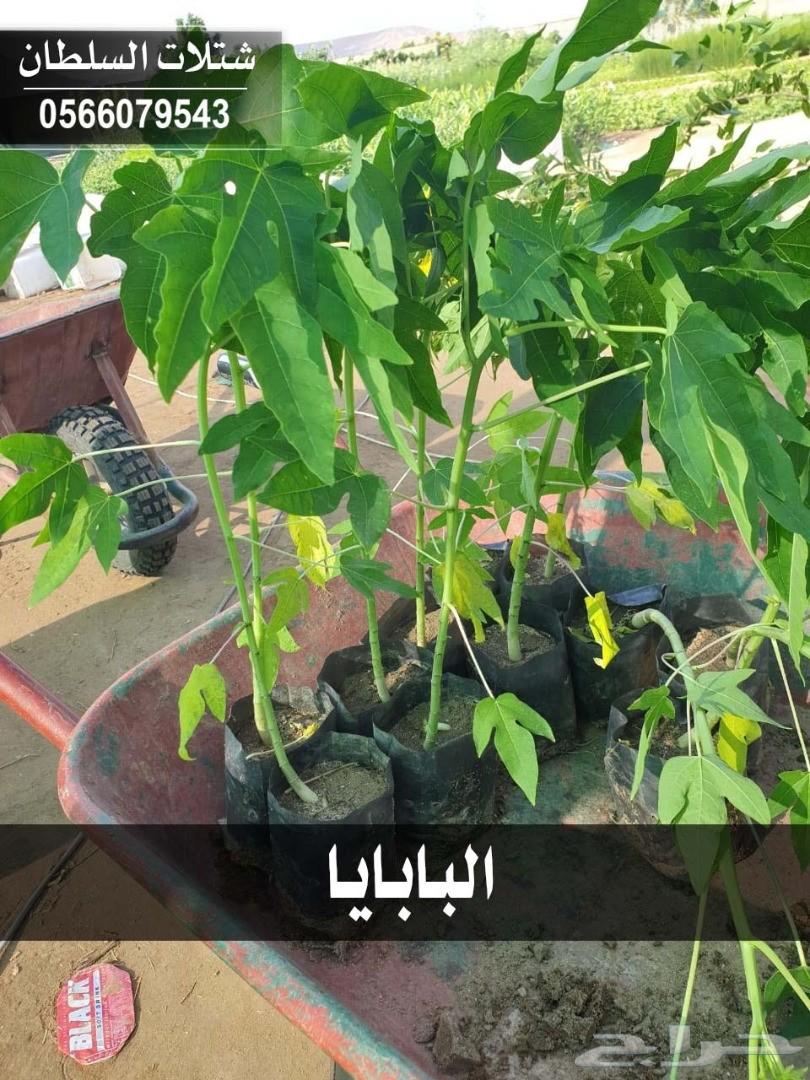 شتلات السلطان ... 0566079543