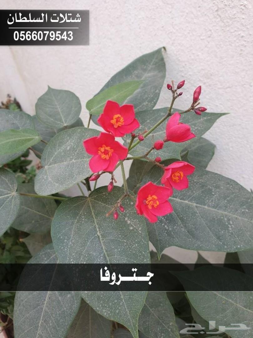 شتلات السلطان ... 0566079543