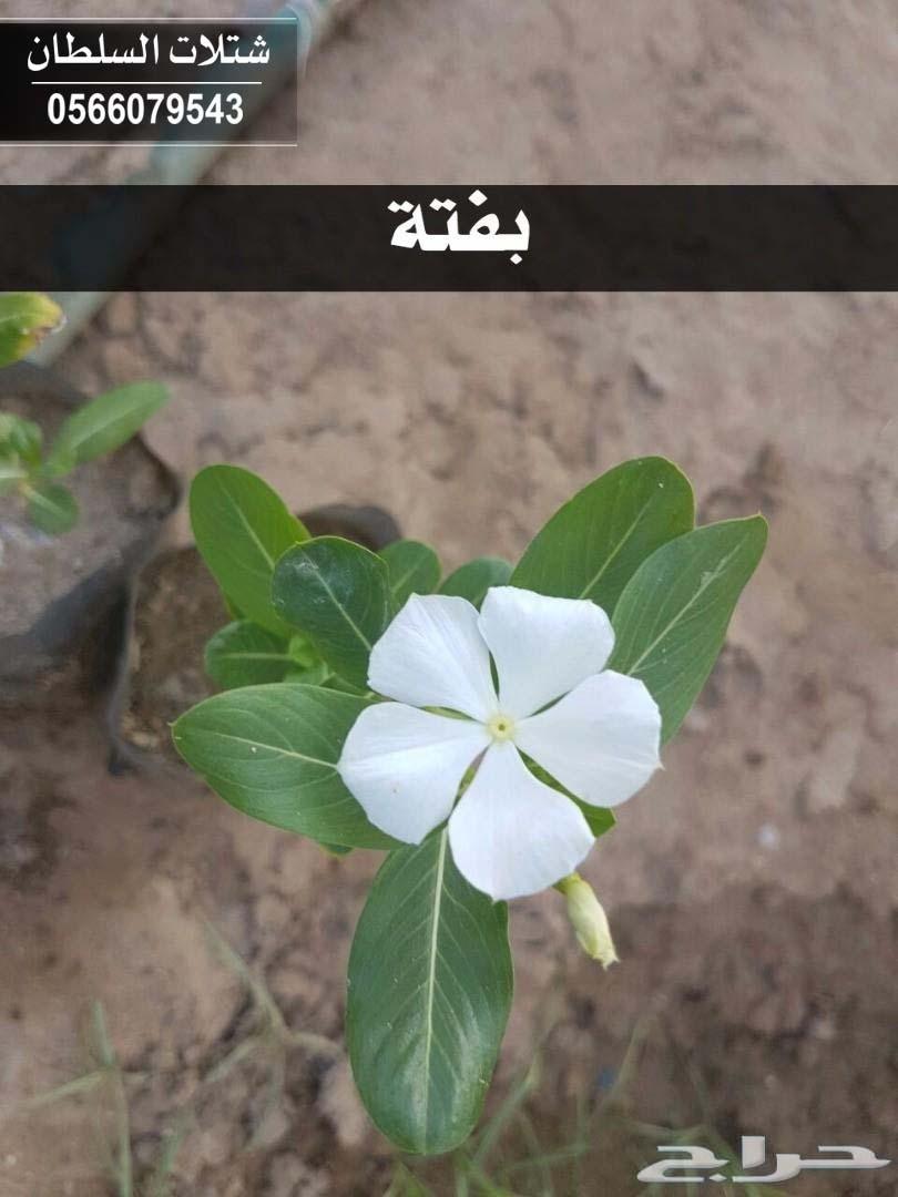 شتلات السلطان ... 0566079543