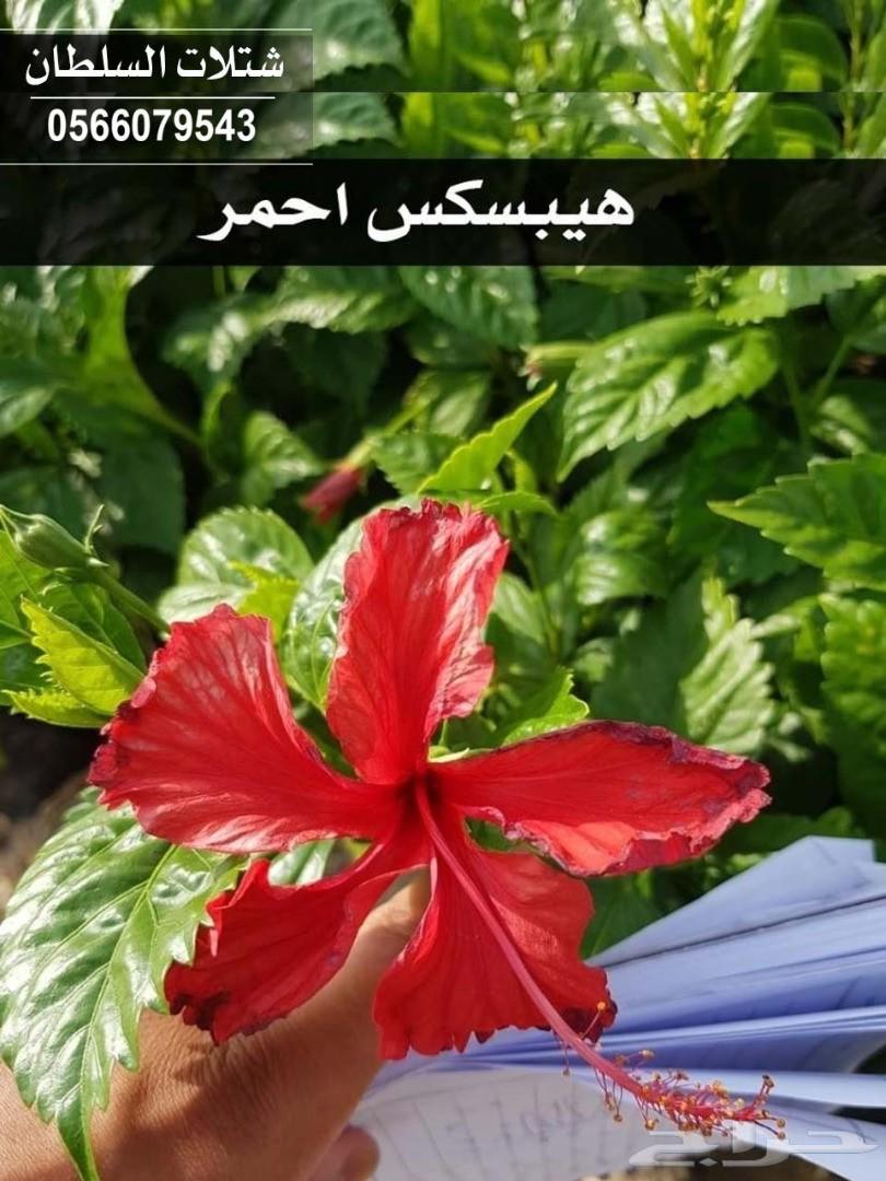شتلات السلطان ... 0566079543