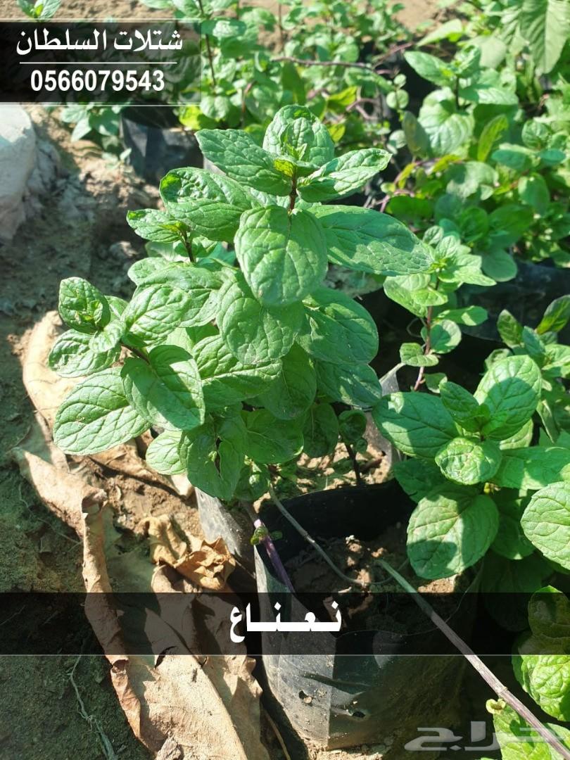 شتلات السلطان ... 0566079543