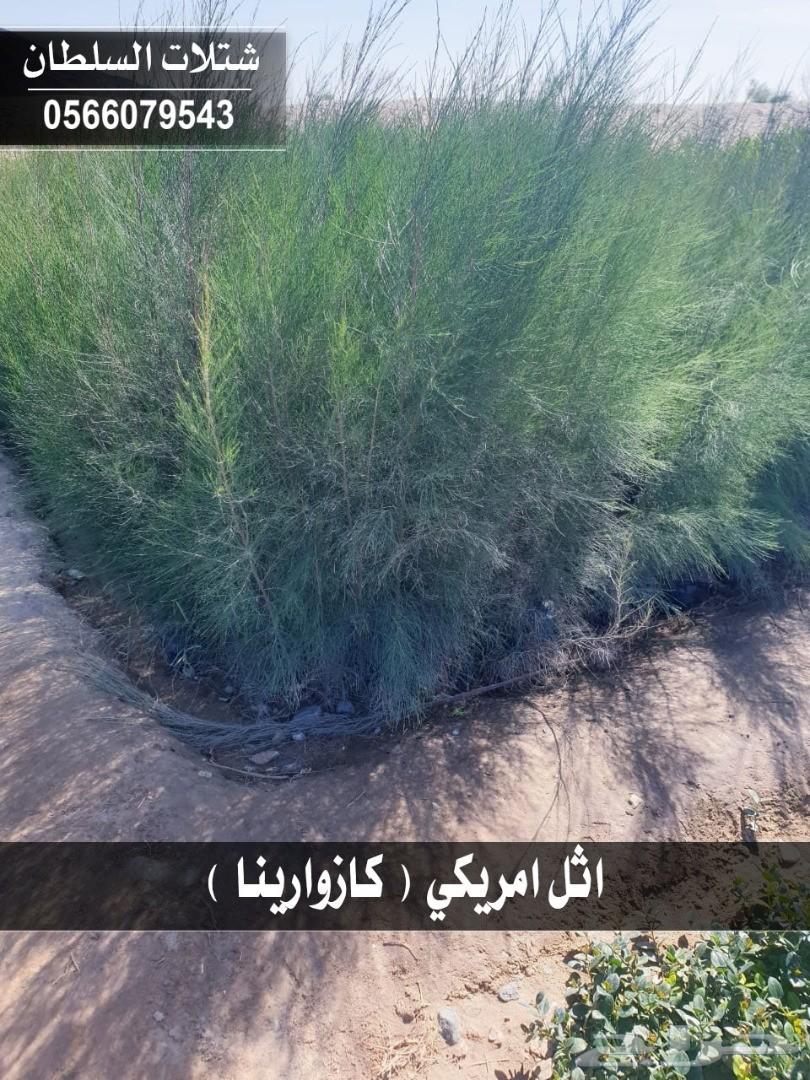 شتلات السلطان ... 0566079543