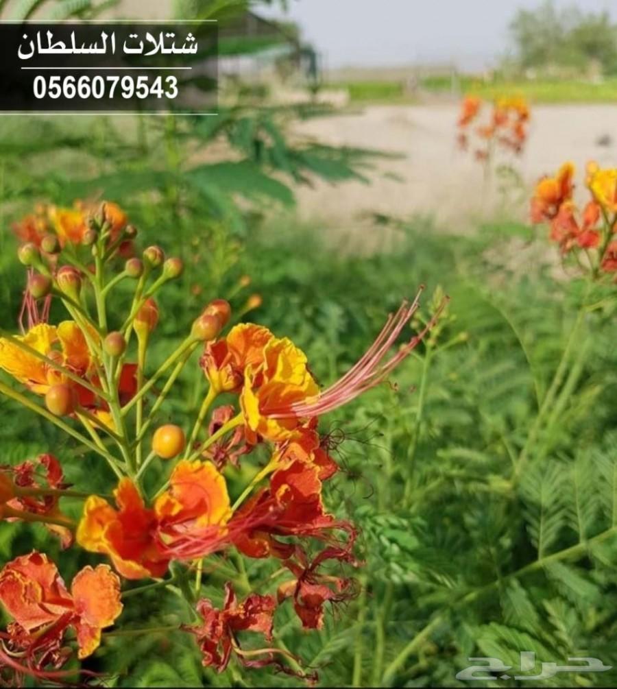 شتلات السلطان ... 0566079543