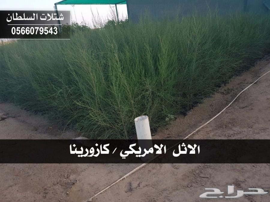 شتلات السلطان ... 0566079543