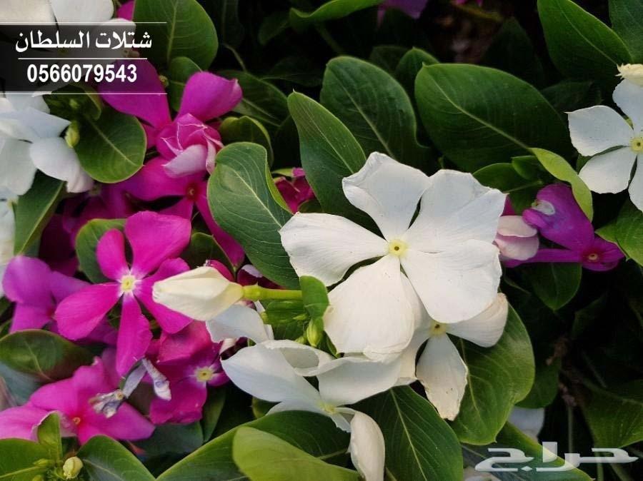 شتلات السلطان ... 0566079543