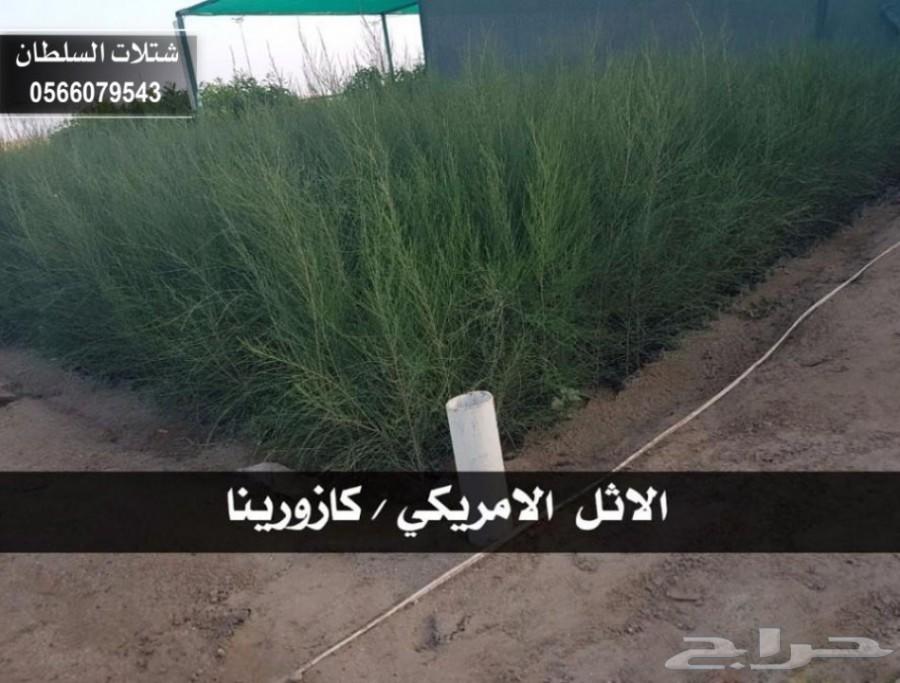 شتلات السلطان ... 0566079543