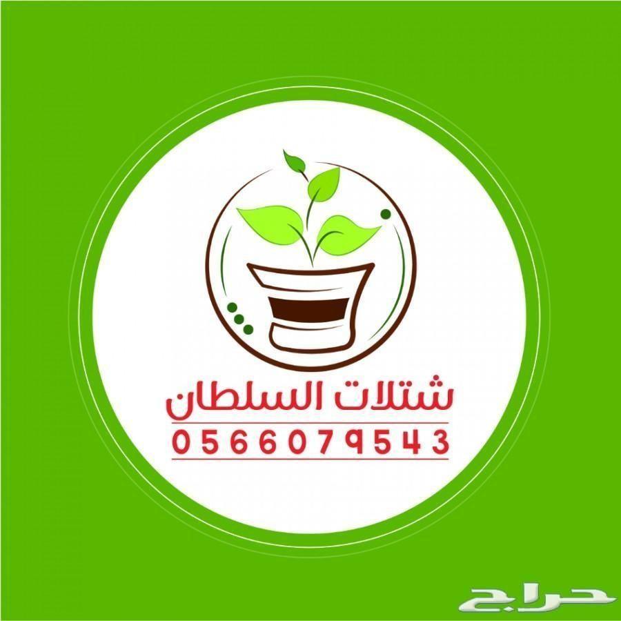 شتلات السلطان ... 0566079543