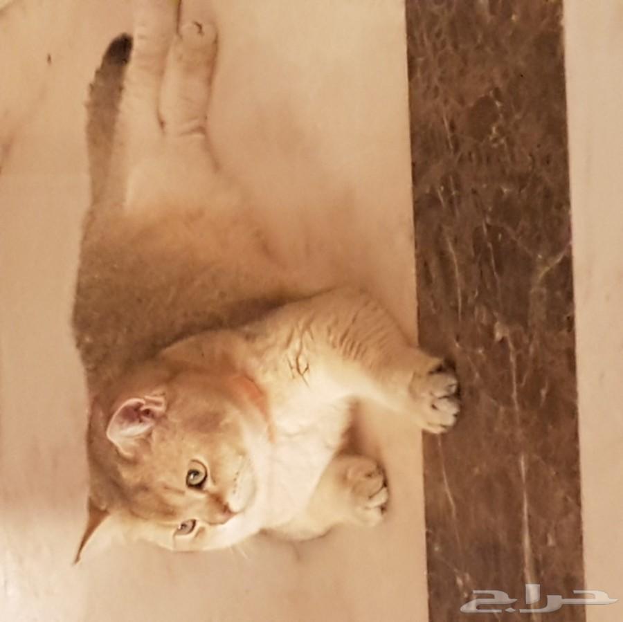 قط سكوتش جولد Ne11 للتزاوج