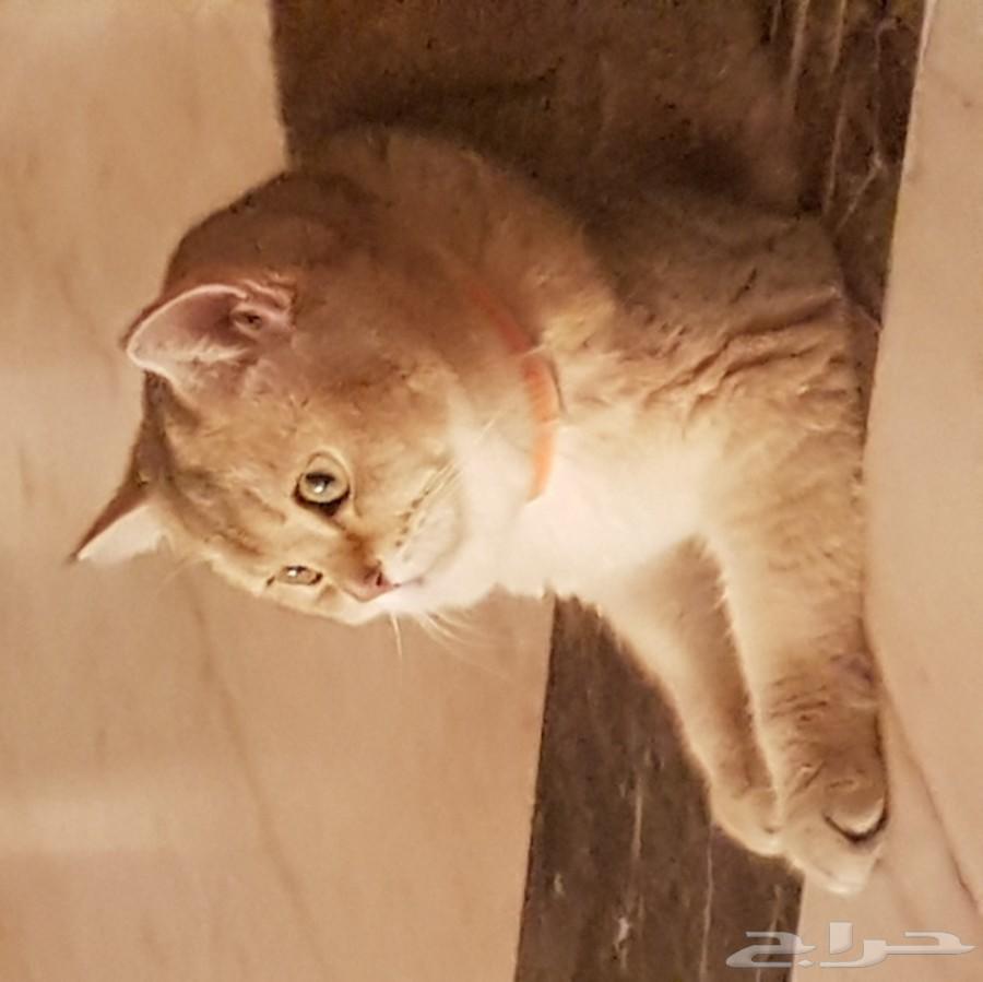 قط سكوتش جولد Ne11 للتزاوج