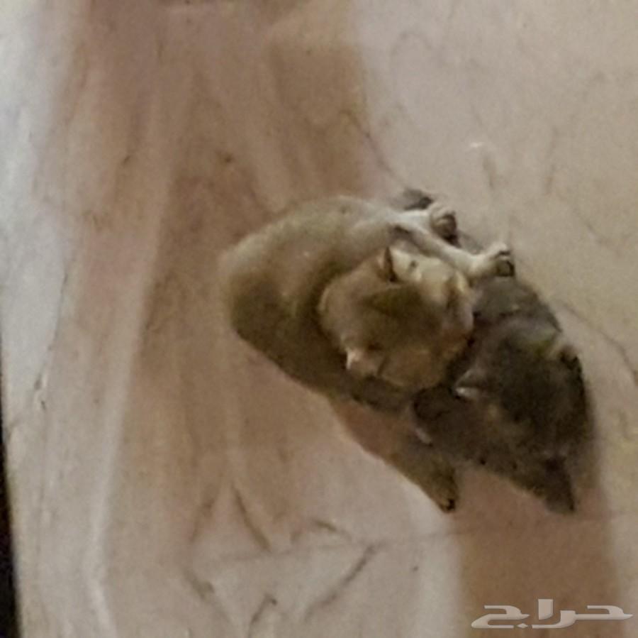 قط سكوتش جولد Ne11 للتزاوج