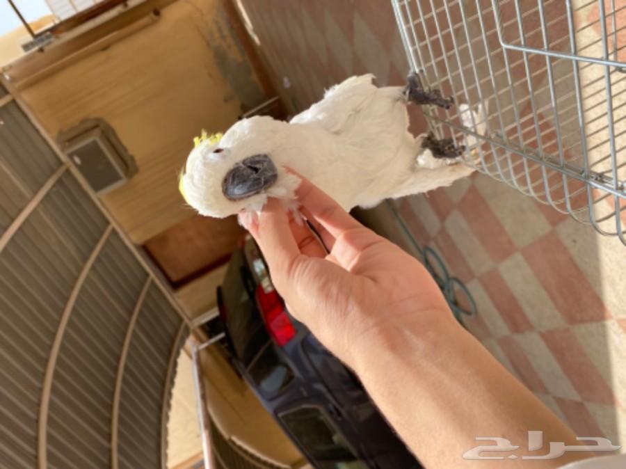 كوكاتو سلفر كرستد ب3200 ريال اليف ومتكلم