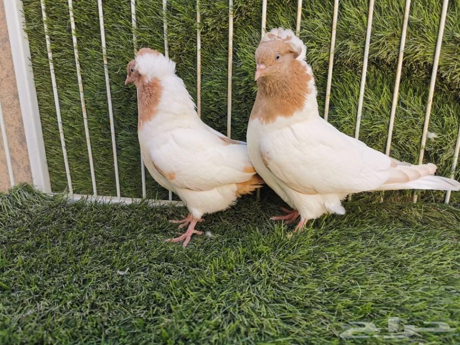 طبه سوداني أصفر فاخر