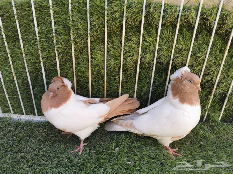 طبه سوداني أصفر فاخر