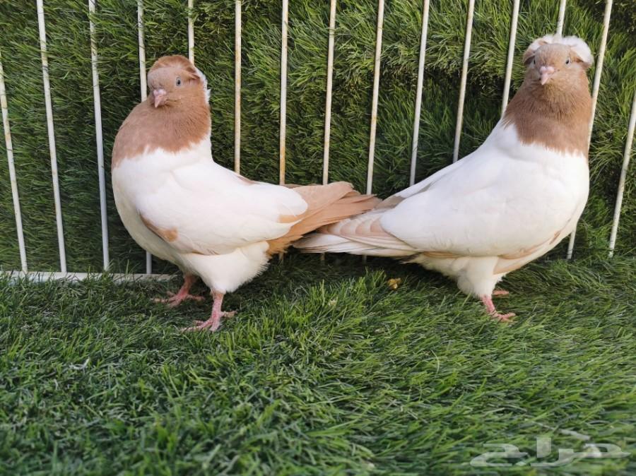 طبه سوداني أصفر فاخر