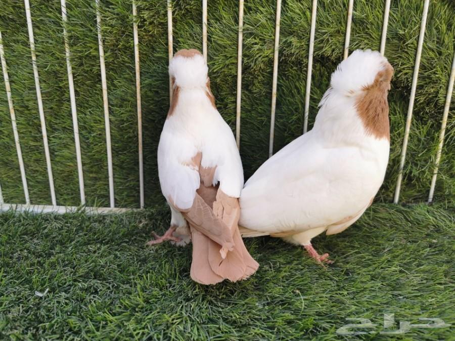 طبه سوداني أصفر فاخر