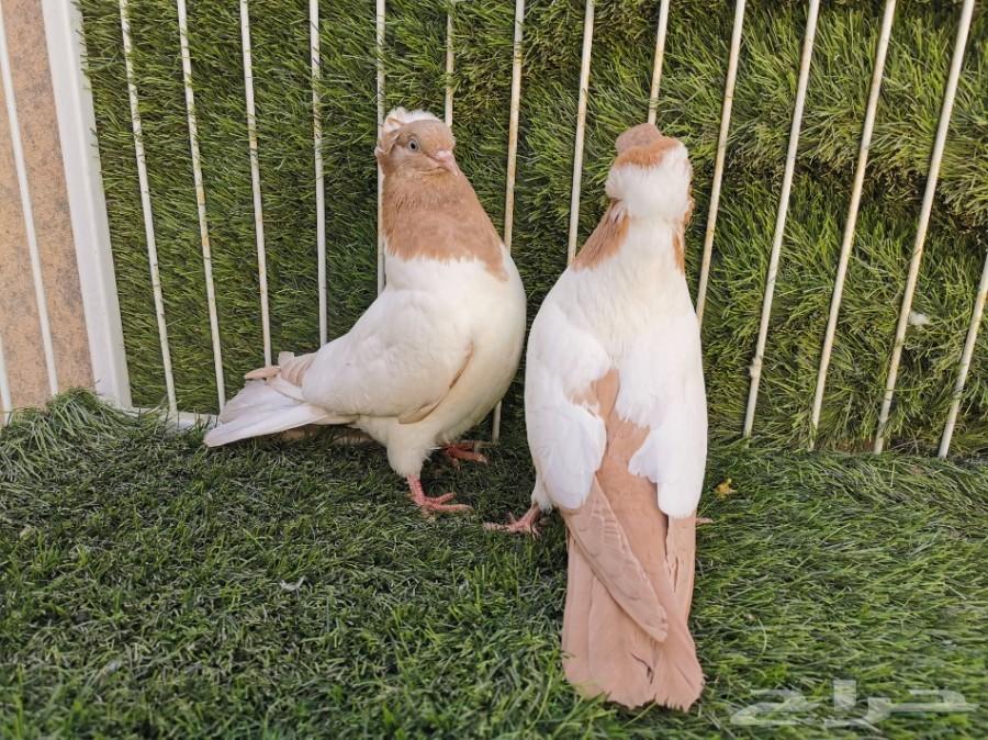 طبه سوداني أصفر فاخر