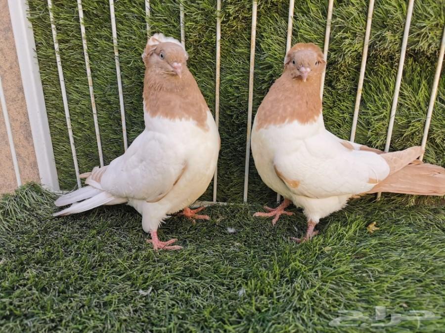 طبه سوداني أصفر فاخر