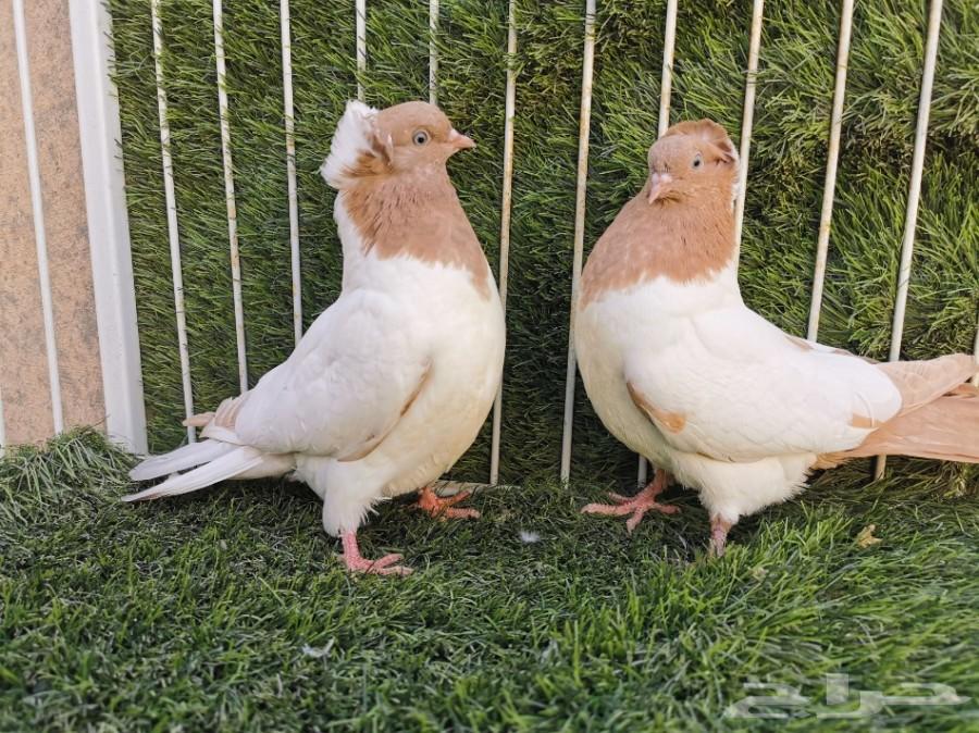 طبه سوداني أصفر فاخر