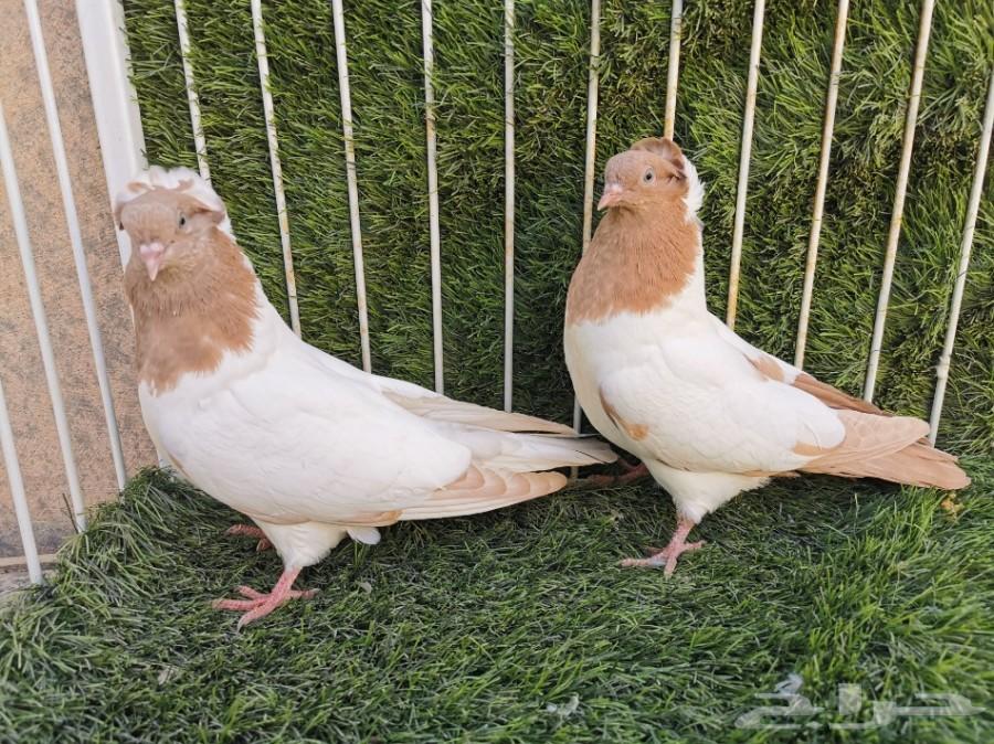 طبه سوداني أصفر فاخر