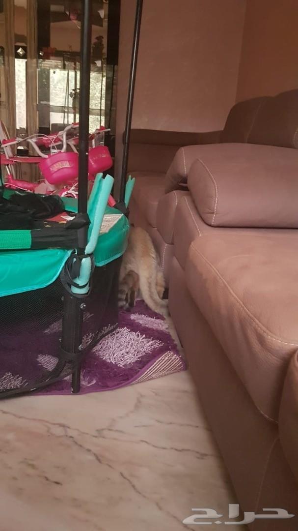 قط سكوتش جولد Ne11 للتزاوج