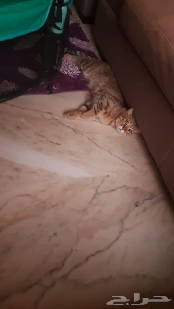 قط سكوتش جولد Ne11 للتزاوج