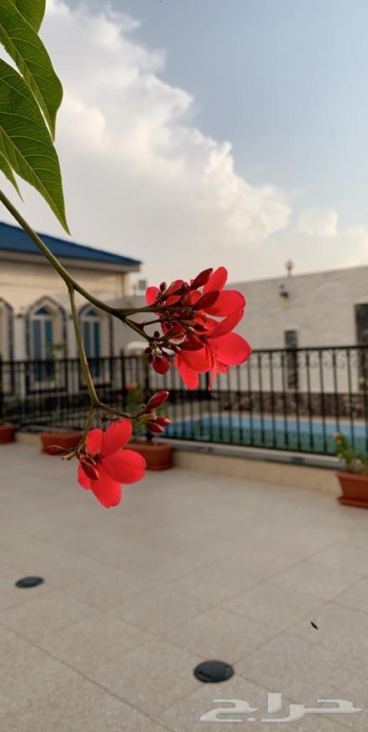 منتجع نورسين بالطائف للايجار