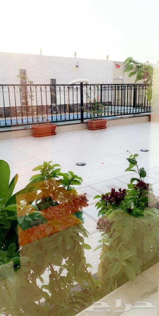 منتجع نورسين بالطائف للايجار