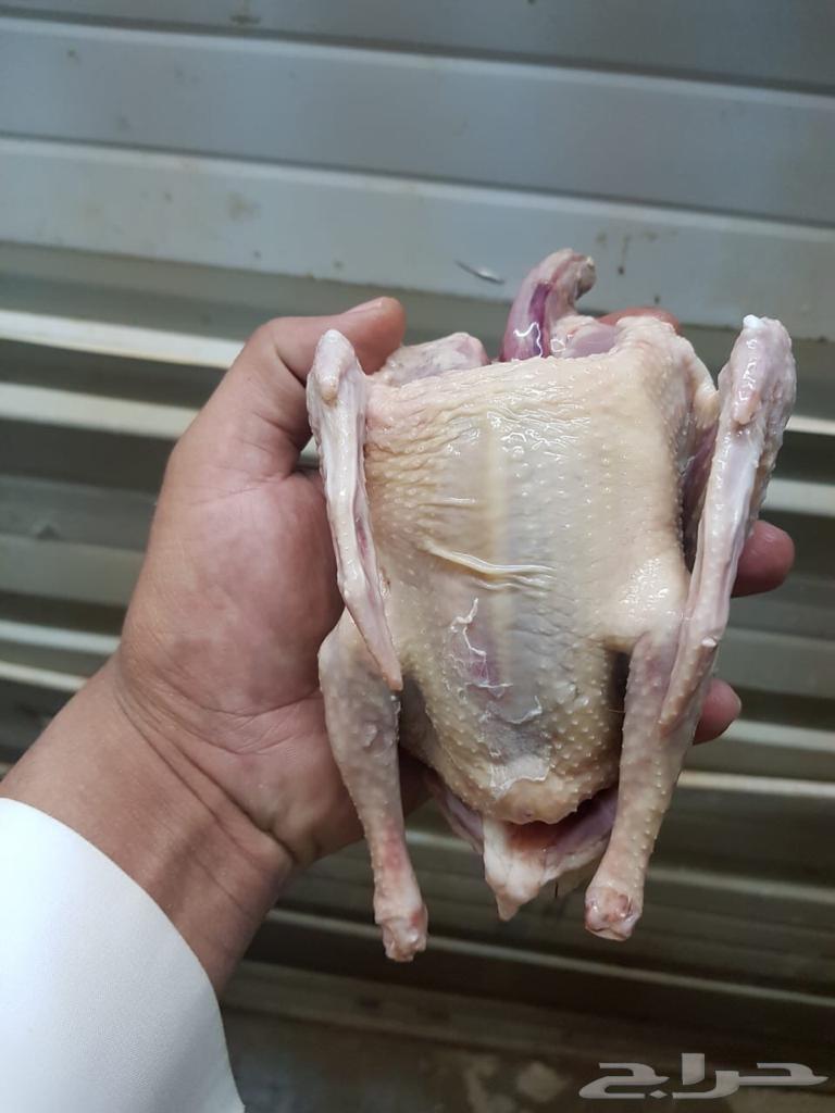 فروخ حمام لاحم فرنسي مذبوحه