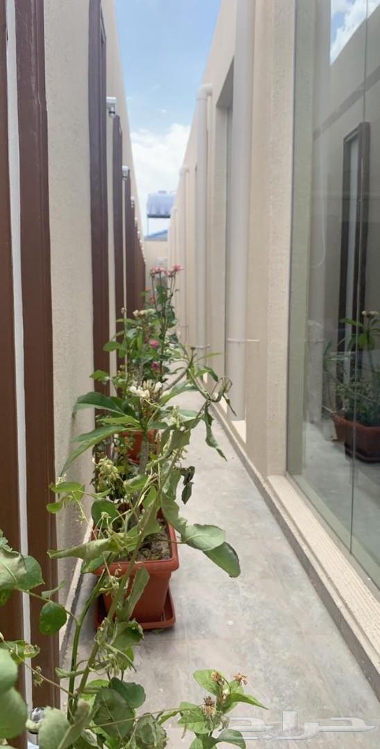 منتجع نورسين بالطائف للايجار