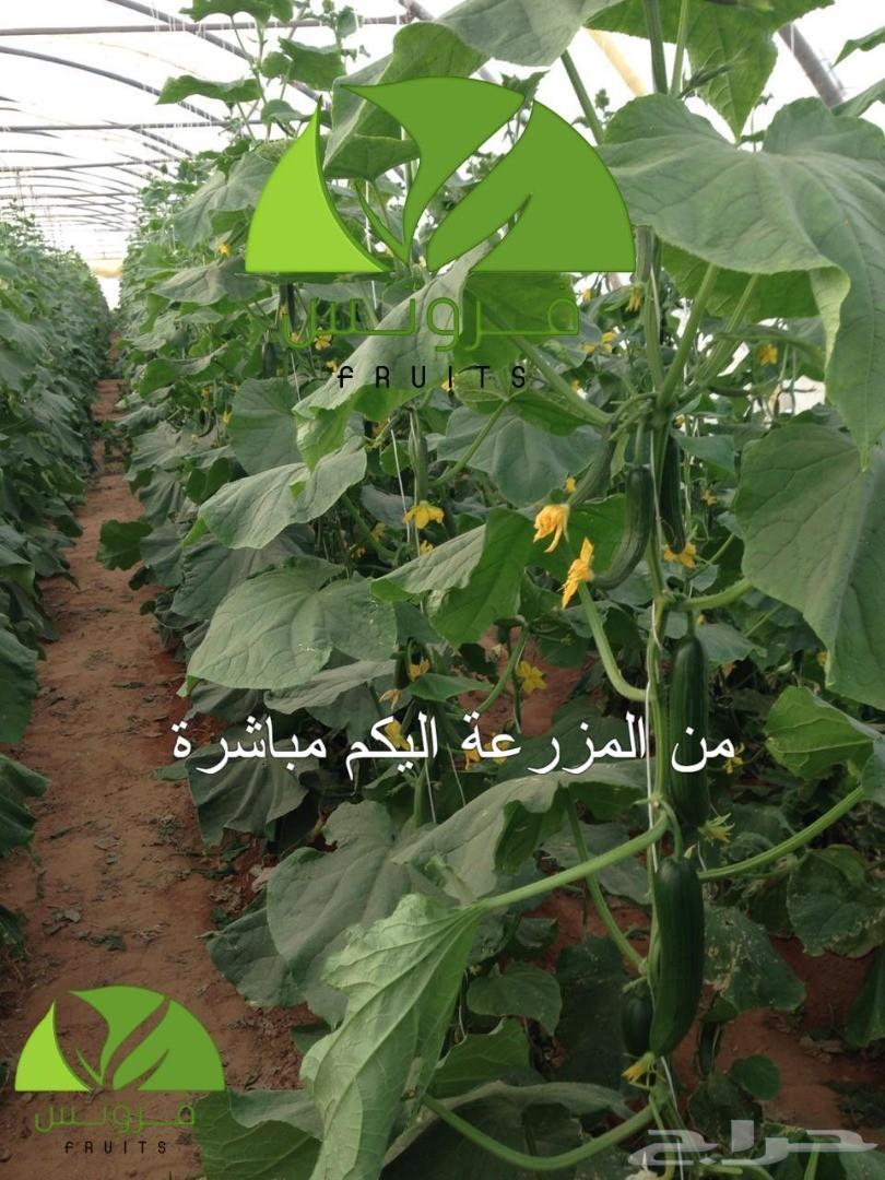 توريد خضار وفواكه جمله لجميع مناطق المملكة