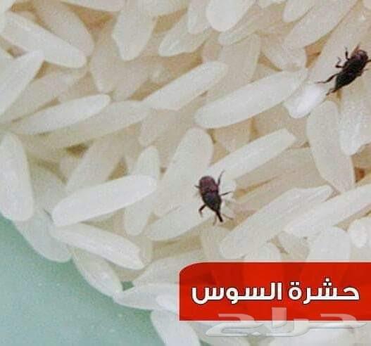 شركة مكافحة الصراصير بالمدينة المنورة بالضمان