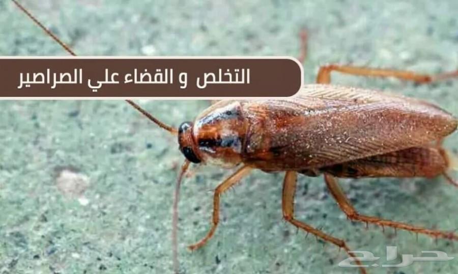 شركة مكافحة الصراصير بالمدينة المنورة بالضمان