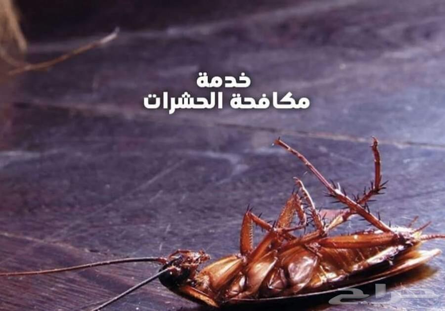 شركة مكافحة الصراصير بالمدينة المنورة بالضمان