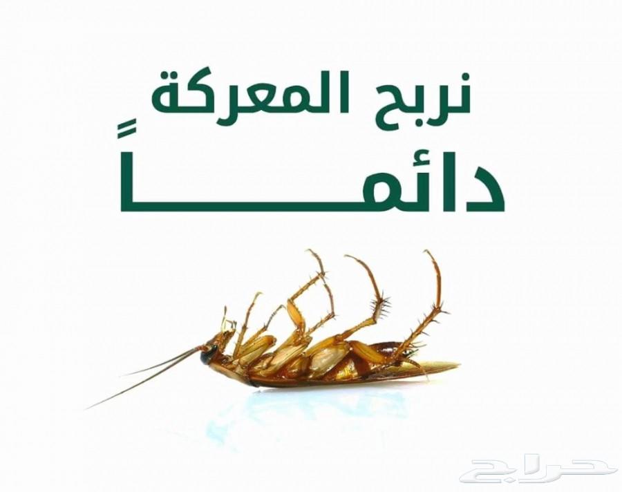 شركة مكافحة الصراصير بالمدينة المنورة بالضمان