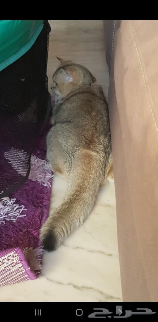 قط سكوتش جولد Ne11 للتزاوج