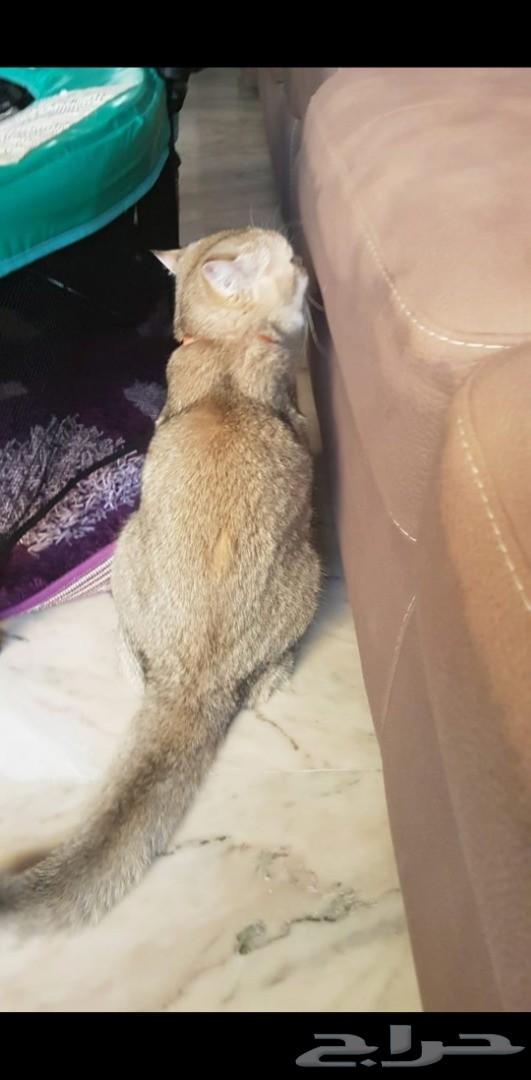 قط سكوتش جولد Ne11 للتزاوج