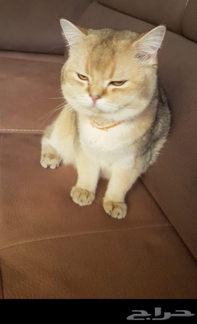 قط سكوتش جولد Ne11 للتزاوج