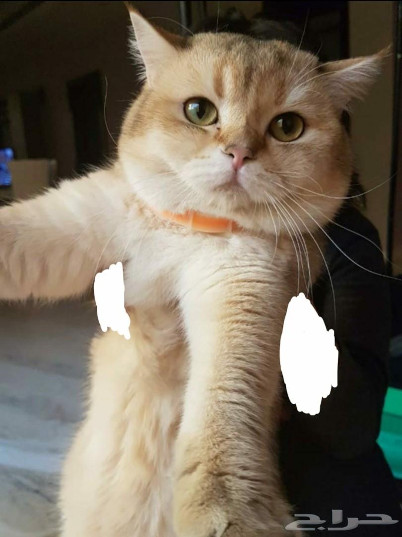 قط سكوتش جولد Ne11 للتزاوج